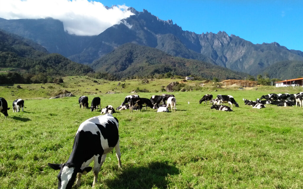 Mount Kinabalu View