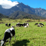 3D2N Mount Kinabalu Climb – Kundasang Highland Resort & Panalaban Hostel (Dorm)