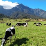 2D1N Mount Kinabalu Climb Via Ferrata with Walk the Torq